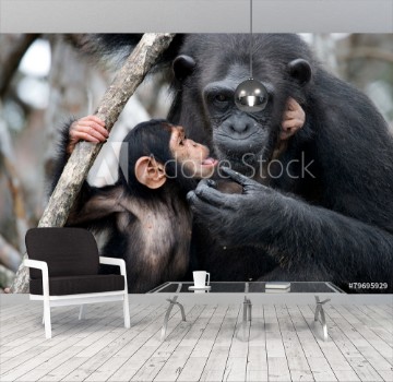 Picture of Female chimpanzee with a baby Funny frame